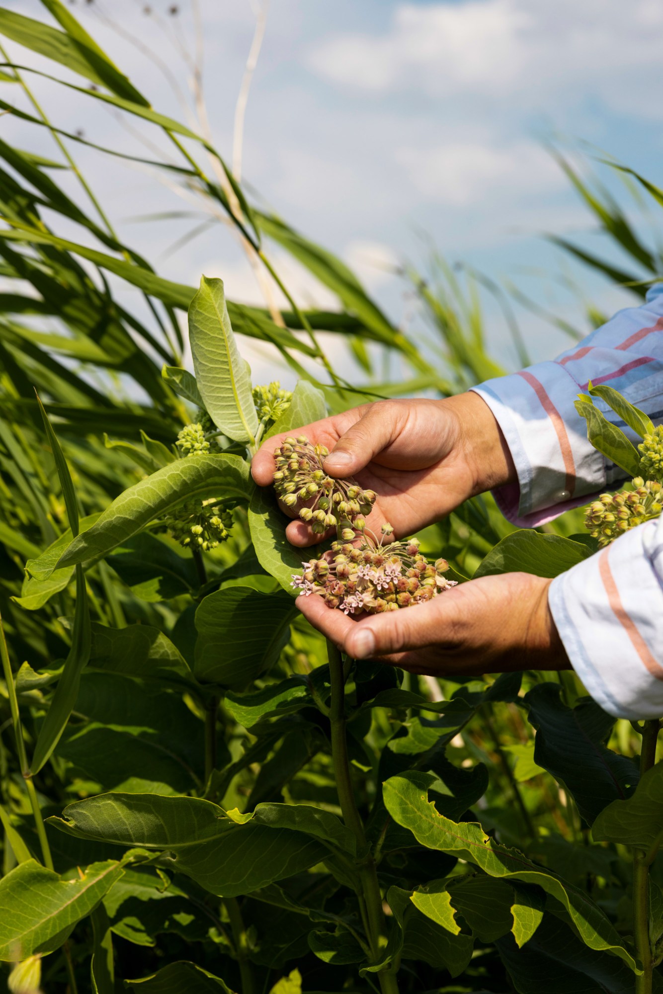 Kelly Applegate's hands hold milkweed pods growing by Rice Lake