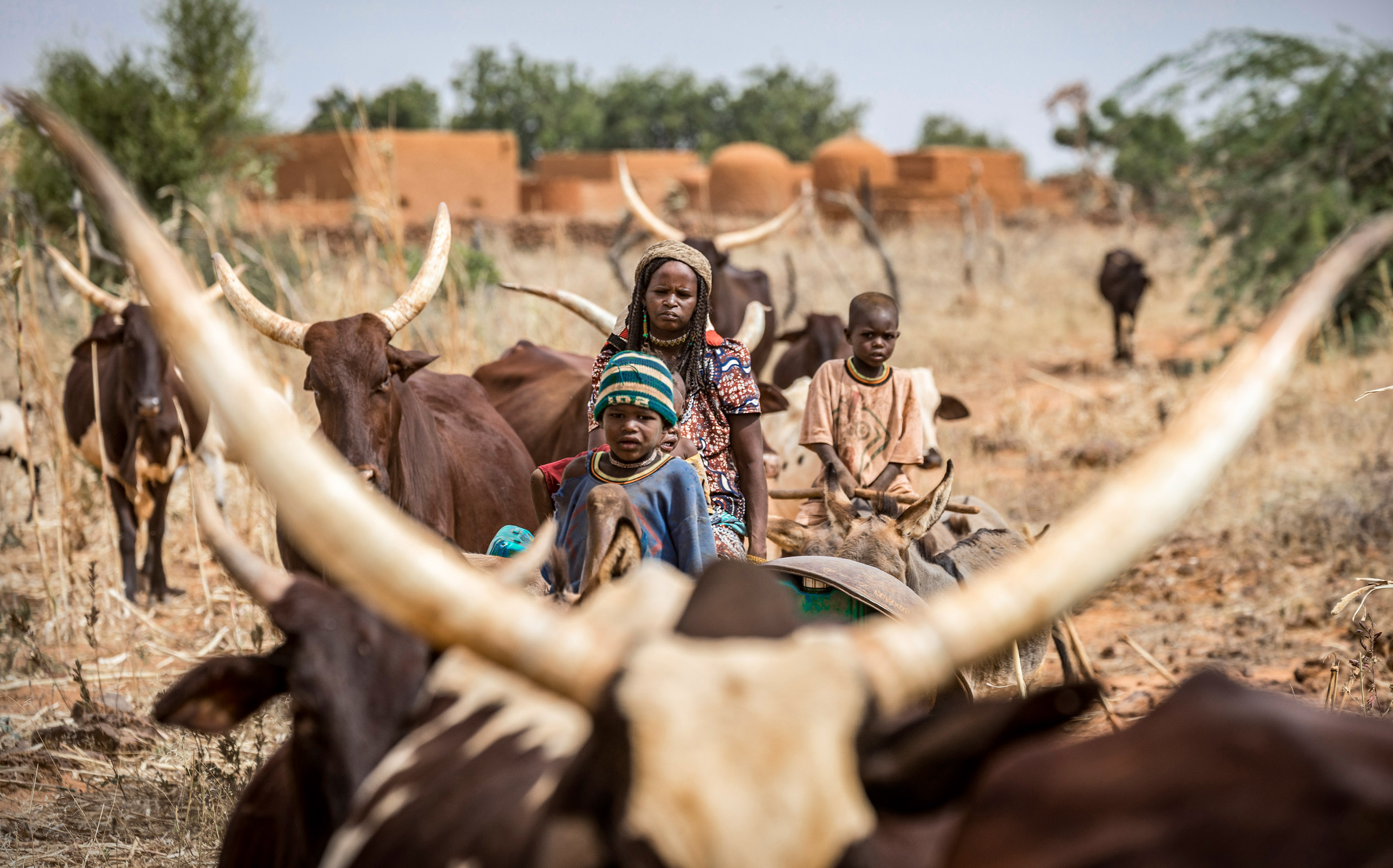 A woman and two young boys astride cattle seen through the horns of a cow on the water to a watering hole