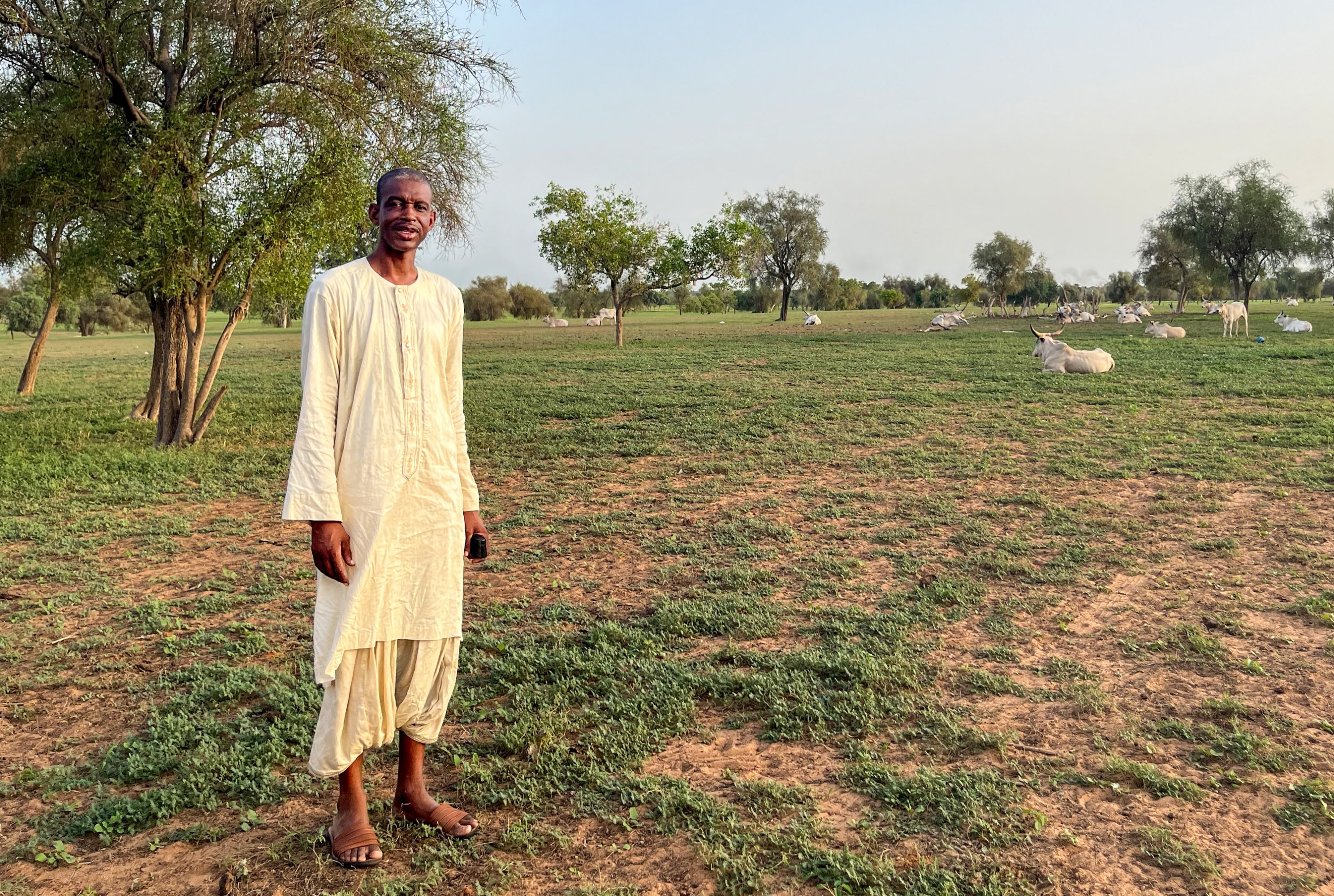 Sow standing with his cattle in the Ferlo